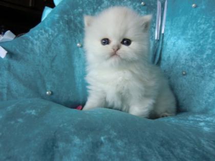 Reinrassige Superschmuser mit Stammbaum