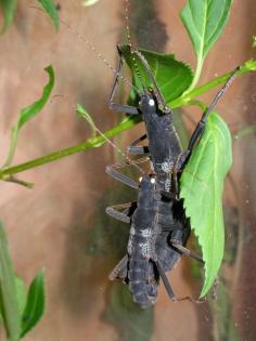 Samt- Pfefferschrecke Peruphasma schultei