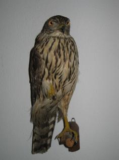 Bussard Mäusebussard Präparat Tierpräparat