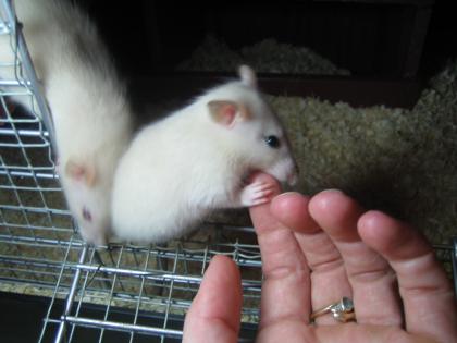 Rattenbabys Siam 5 Wochen alt suchen neues Zuhause