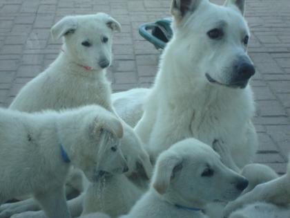 Weiße Schäferhundwelpen Stockhaar