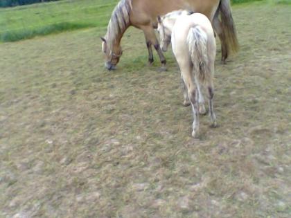 Haflinger Stute mit Hengstfohlen ohne Papiere