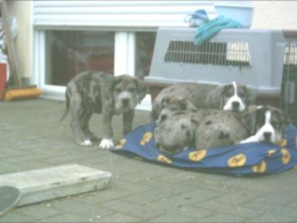 Aaron Abuh Brutus Gini und Stella - Doggenwelpen
