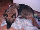 Dschungarische Zwerghamster Babys anzugeben Raum Wiesbaden PLZ 65203