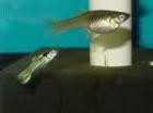 Aus meiner Hobbyzucht biete ich einige meiner Tiger Endler Guppys