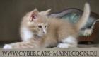 Maine-Coon-Mädchen KELLY cream tabby/white Hamburg