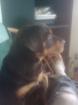 Rottweilerdeckrüde