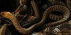Woma Python Aspidites Ramsayi 1. 0 DNZ 2022