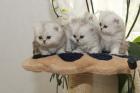 Perser Katzenbabys zu Verkaufen