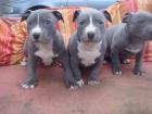 Pitbull Welpe APBT 12 Wochen alt weiß