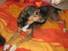 Silla ca. 2 5 Jahre kastriert sucht Geborgenheit