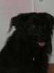 Aico sucht dringend ein zu Hause