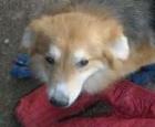 HERO - Dackel-Spitz-Mix - Rüde