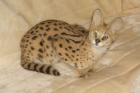 Serval Jungtier
