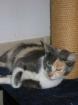 Katze Samana-dreifarbige Schönheit
