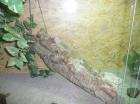 Bartagame w Terrarium 2 x 0 8m