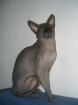 Kanadischer Sphynx Deckkater
