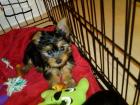 3 süsse Yorkshire Terrier Babys suchen Dosenöffner