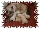 Exotic Shorthair Babys Wunderschön in Bremen