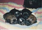 Lackschwarze Shih Tzu Babys mit weissen Accesoires
