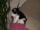 4 niedliche Katzenkinder Hauskatzen schwarz-weiß kostenlos abzugeben