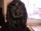 Dringend neues zuhause gesucht für 7 Monate alten Cocker Spaniel