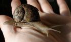 Gefleckte Weinbergschnecke Cornu aspersum